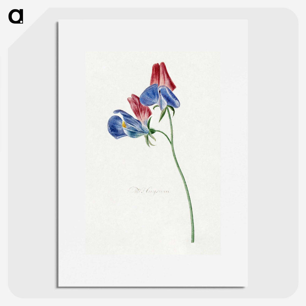 1-5_Michiel-van-Huysum_picture