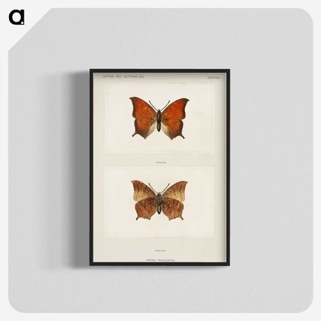 1-5_Moths-and-Butterflies-of-the-United-States_blk-crop