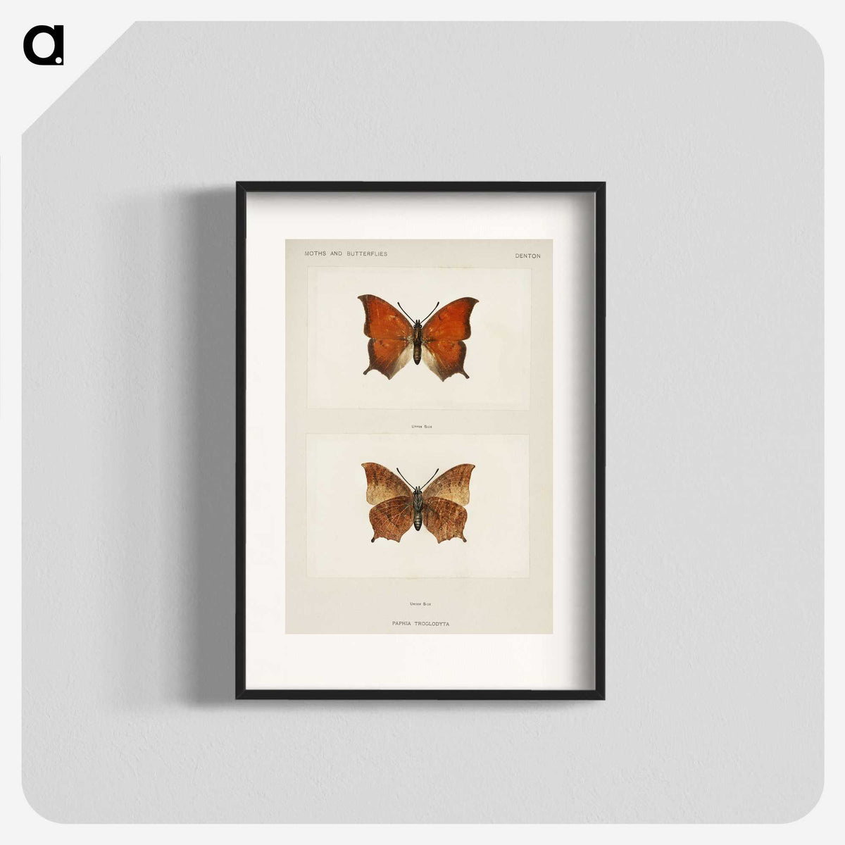 1-5_Moths-and-Butterflies-of-the-United-States_blk