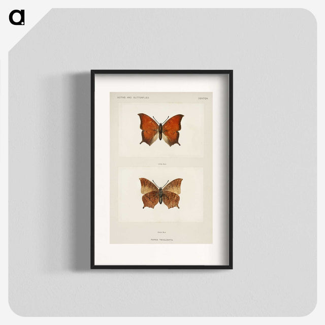 1-5_Moths-and-Butterflies-of-the-United-States_blk