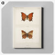 1-5_Moths-and-Butterflies-of-the-United-States_canvas
