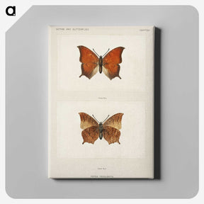1-5_Moths-and-Butterflies-of-the-United-States_canvas