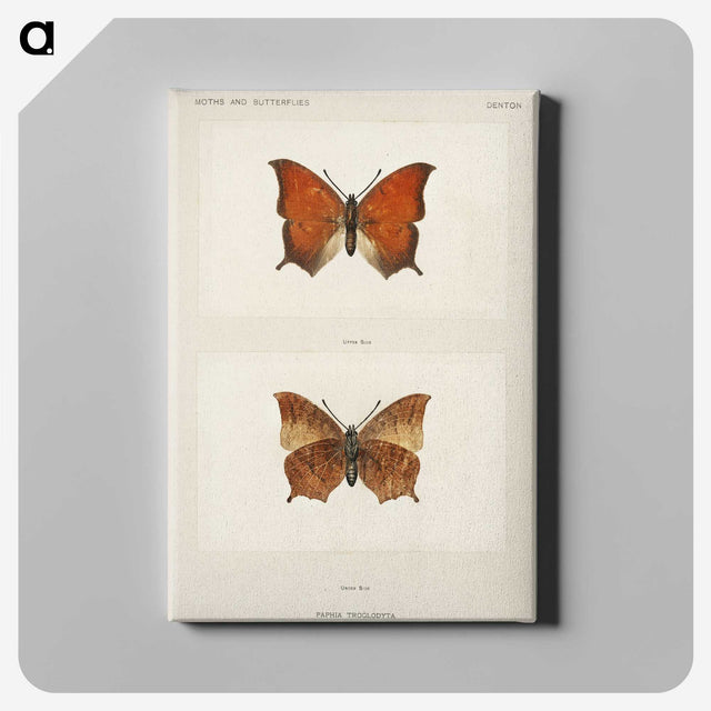 1-5_Moths-and-Butterflies-of-the-United-States_canvas