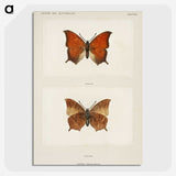 1-5_Moths-and-Butterflies-of-the-United-States_picture-crop