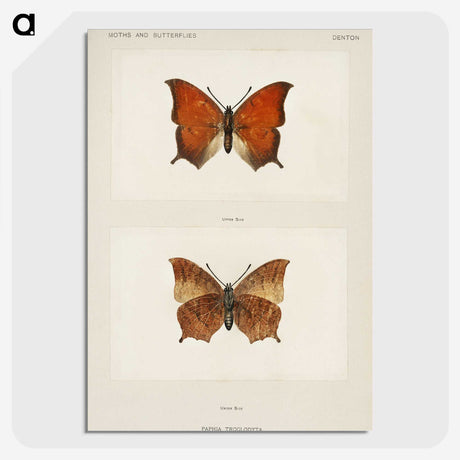 1-5_Moths-and-Butterflies-of-the-United-States_picture-crop