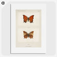 1-5_Moths-and-Butterflies-of-the-United-States_picture