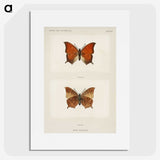 1-5_Moths-and-Butterflies-of-the-United-States_picture