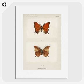 1-5_Moths-and-Butterflies-of-the-United-States_picture