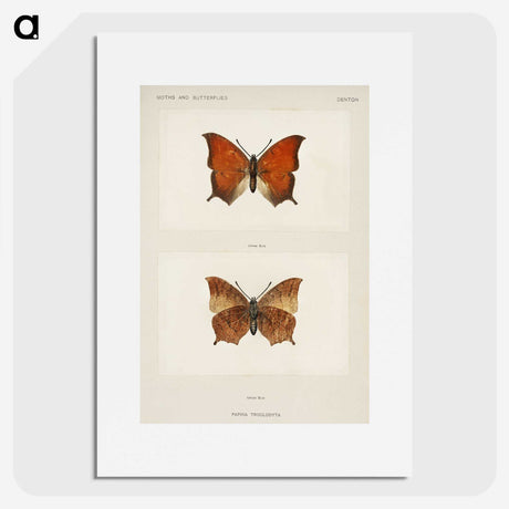 1-5_Moths-and-Butterflies-of-the-United-States_picture