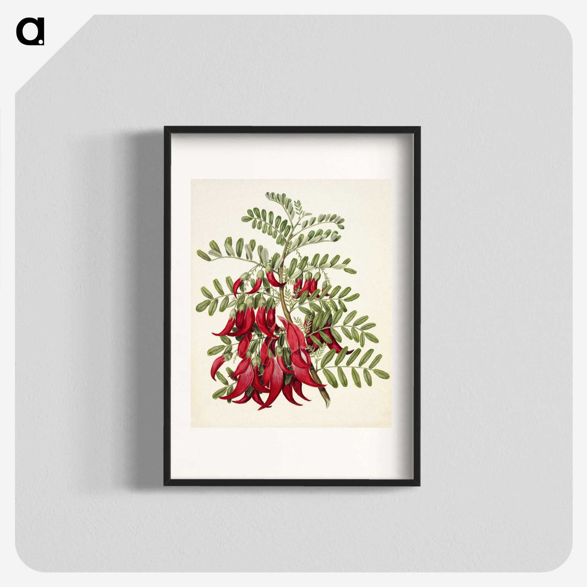 1-5_Native-Flowering-Plants-of-New-Zealand_blk