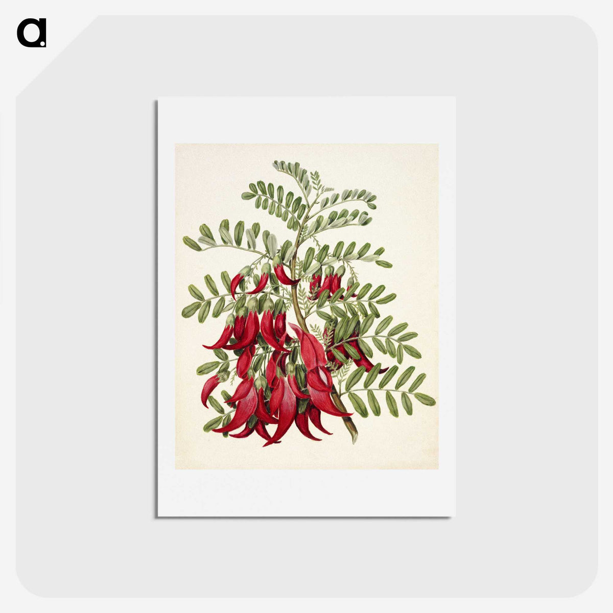 1-5_Native-Flowering-Plants-of-New-Zealand_hagaki
