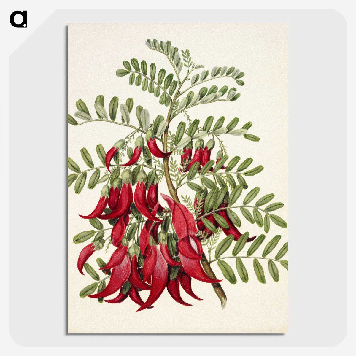1-5_Native-Flowering-Plants-of-New-Zealand_picture-crop