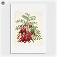 1-5_Native-Flowering-Plants-of-New-Zealand_picture