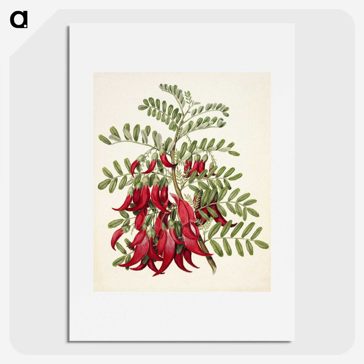 1-5_Native-Flowering-Plants-of-New-Zealand_picture