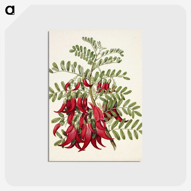 1-5_Native-Flowering-Plants-of-New-Zealand_postcard