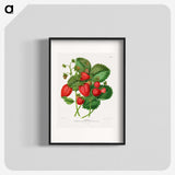 1-5_Nederlandsche-Flora-en-Pomona_blk