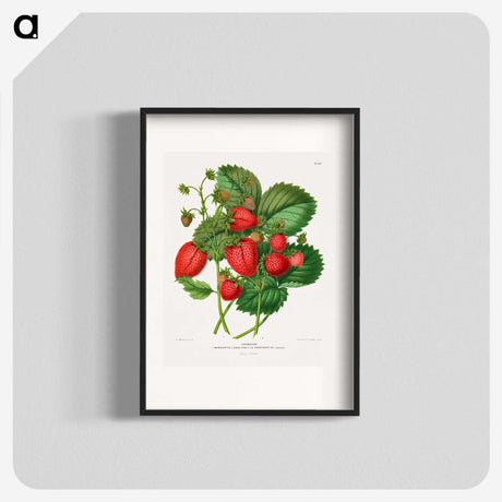 1-5_Nederlandsche-Flora-en-Pomona_blk