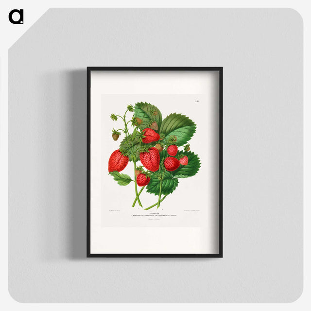 1-5_Nederlandsche-Flora-en-Pomona_blk