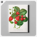 1-5_Nederlandsche-Flora-en-Pomona_canvas