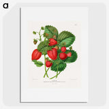 1-5_Nederlandsche-Flora-en-Pomona_picture