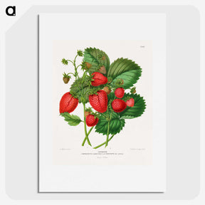 1-5_Nederlandsche-Flora-en-Pomona_picture