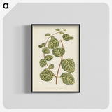 1-5_New-and-Rare-Beautiful-Leaved-Plants_blk-crop