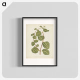 1-5_New-and-Rare-Beautiful-Leaved-Plants_blk