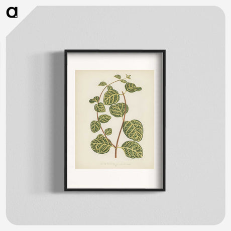 1-5_New-and-Rare-Beautiful-Leaved-Plants_blk