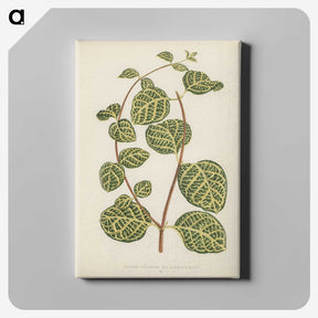 1-5_New-and-Rare-Beautiful-Leaved-Plants_canvas