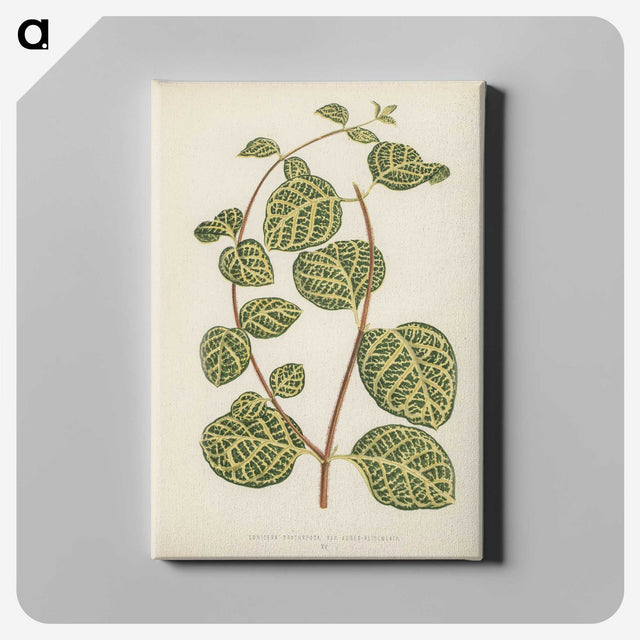 1-5_New-and-Rare-Beautiful-Leaved-Plants_canvas