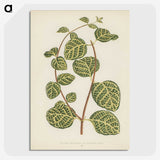 1-5_New-and-Rare-Beautiful-Leaved-Plants_picture-crop