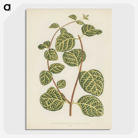 1-5_New-and-Rare-Beautiful-Leaved-Plants_picture-crop