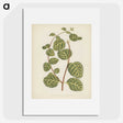1-5_New-and-Rare-Beautiful-Leaved-Plants_picture