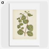 1-5_New-and-Rare-Beautiful-Leaved-Plants_picture