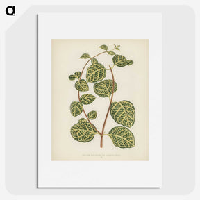 1-5_New-and-Rare-Beautiful-Leaved-Plants_picture