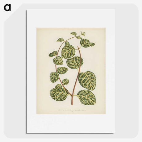 1-5_New-and-Rare-Beautiful-Leaved-Plants_picture