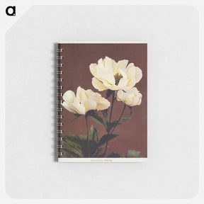 アートメモ帳-Hærdaceous Peony - 小川 一正 Memo.