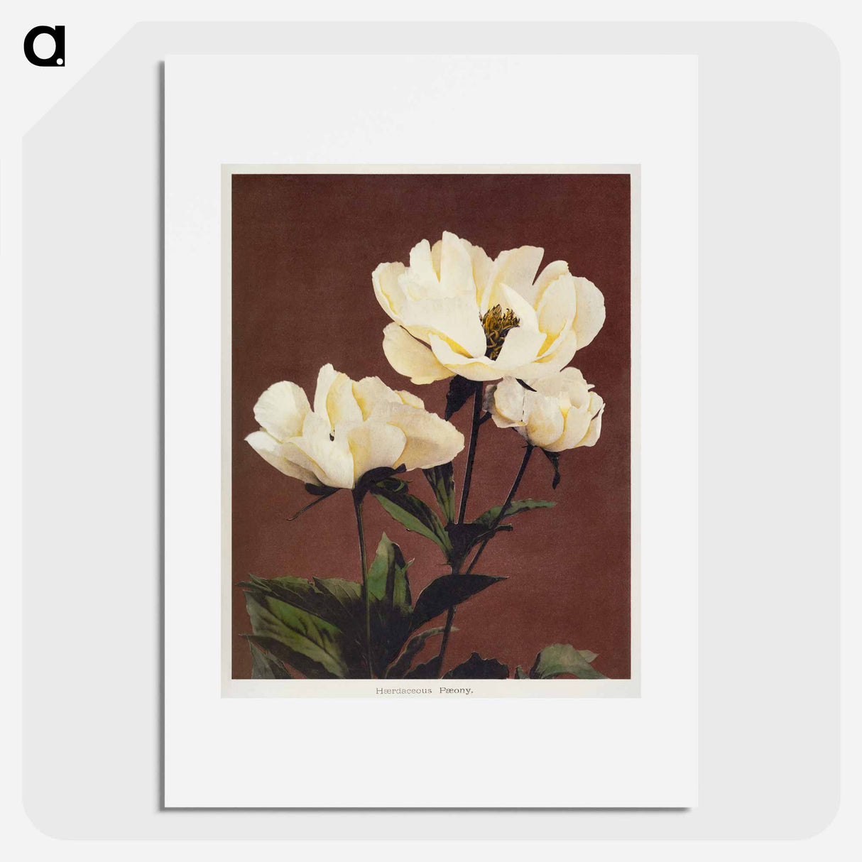 Hærdaceous Peony - 小川 一正 Poster.