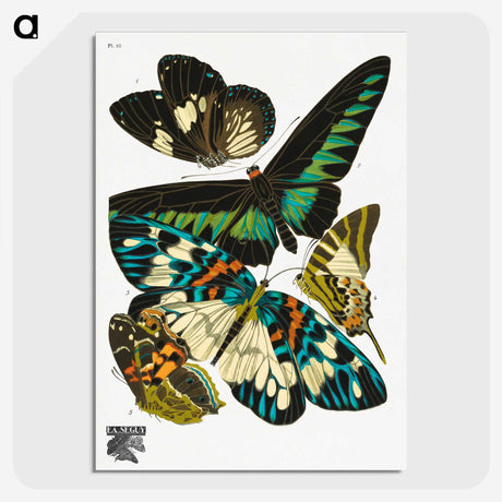 1-5_Papillons_picture-crop
