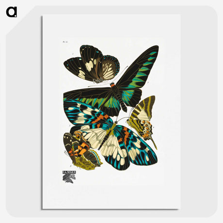 1-5_Papillons_picture