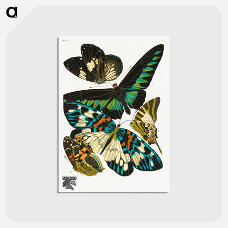 アートポストカード-Vintage Butterflies
 - パピヨン Postcard.