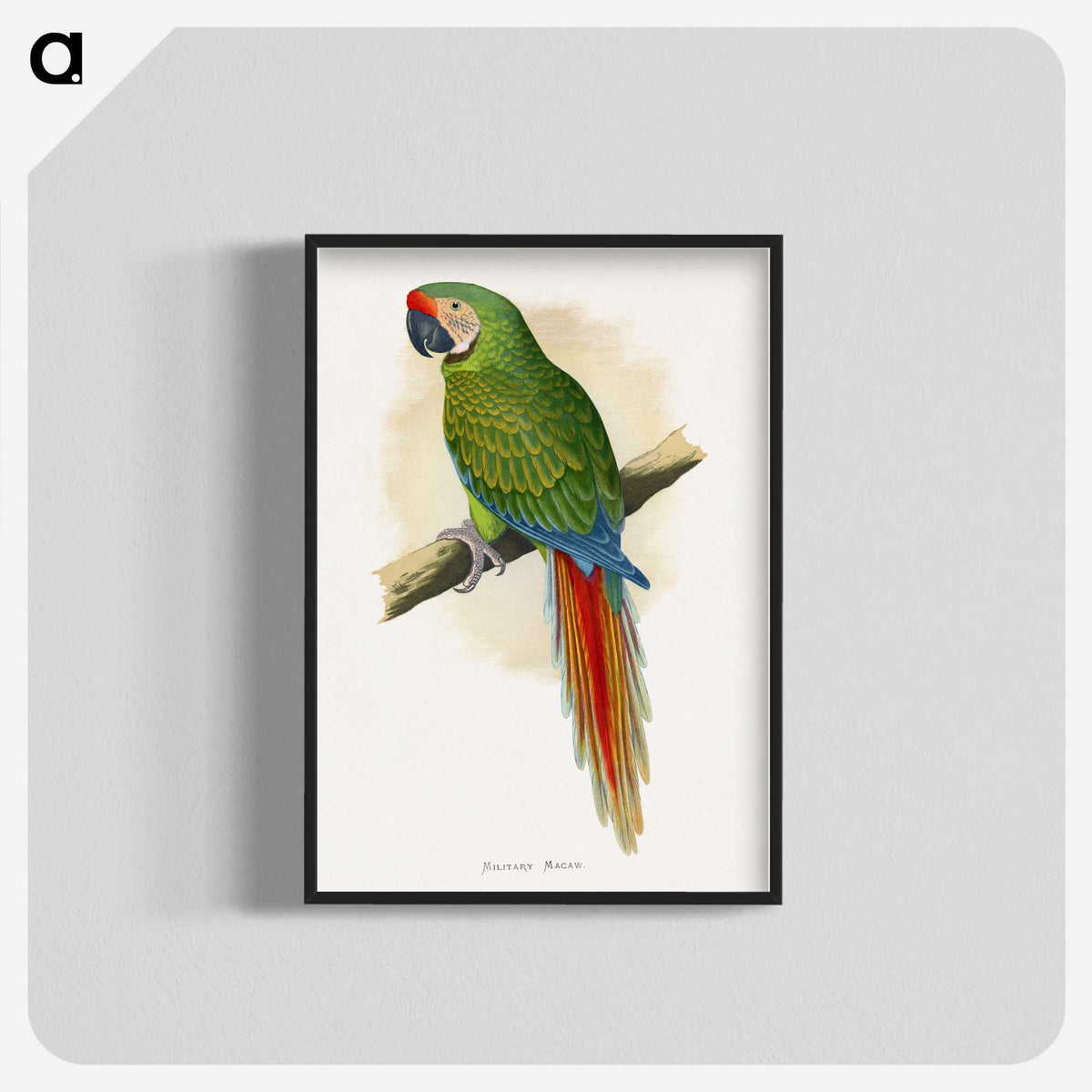 1-5_Parrots-in-Captivity_blk-crop