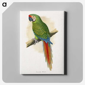 1-5_Parrots-in-Captivity_canvas