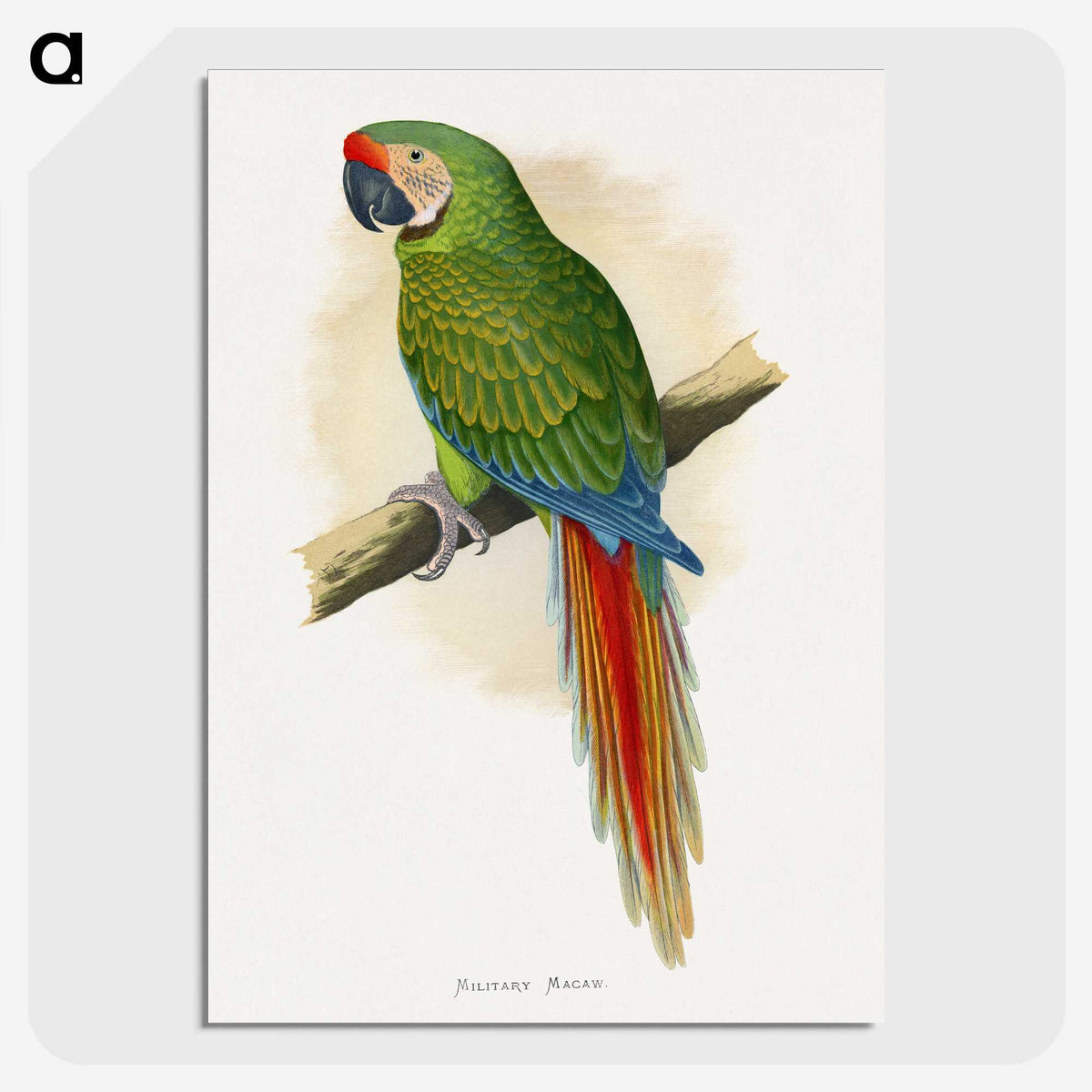 1-5_Parrots-in-Captivity_picture-crop
