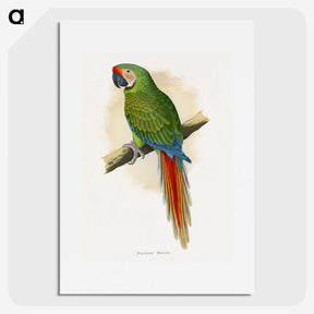 1-5_Parrots-in-Captivity_picture