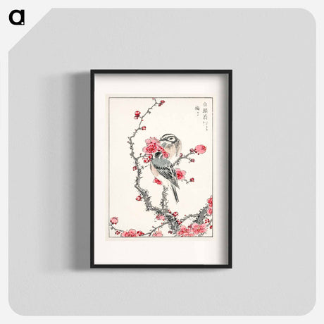 アートポスター-Pine Bunting and Plum Tree
 - 鳥類図鑑 Poster.