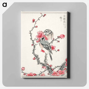 アートパネル-Pine Bunting and Plum Tree
 - 鳥類図鑑 Canvas.