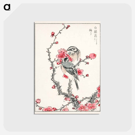アートポストカード-Pine Bunting and Plum Tree
 - 鳥類図鑑 Postcard.
