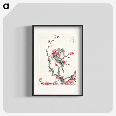 1-5_Pictorial-Monograph-of-Birds_blk
