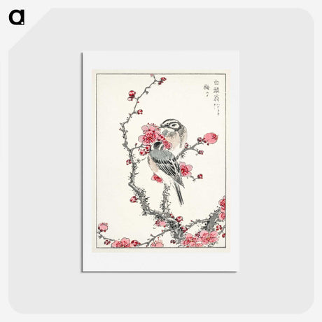 1-5_Pictorial-Monograph-of-Birds_hagaki